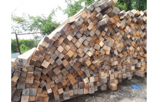 Gỗ thông pallet