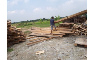 Gỗ thông pallet